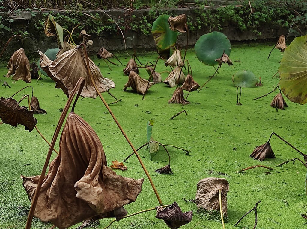 Botanical Relics: chapter I