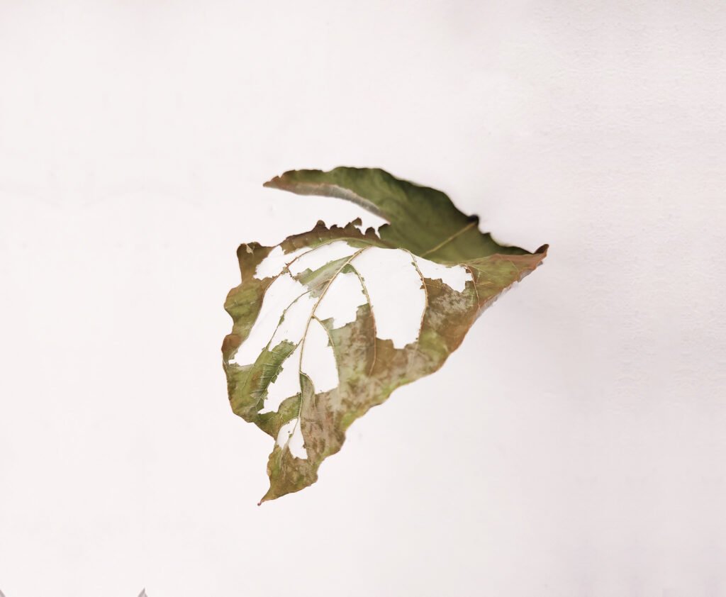 Botanical Relics: chapter I