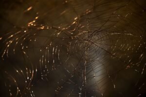 Dimitra Siaterli Cohesive networks
